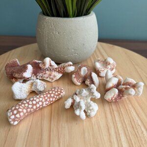 7 Natural Reef Coral White Brown Stem Decorative Pieces Beach Aquarium Sizes Va